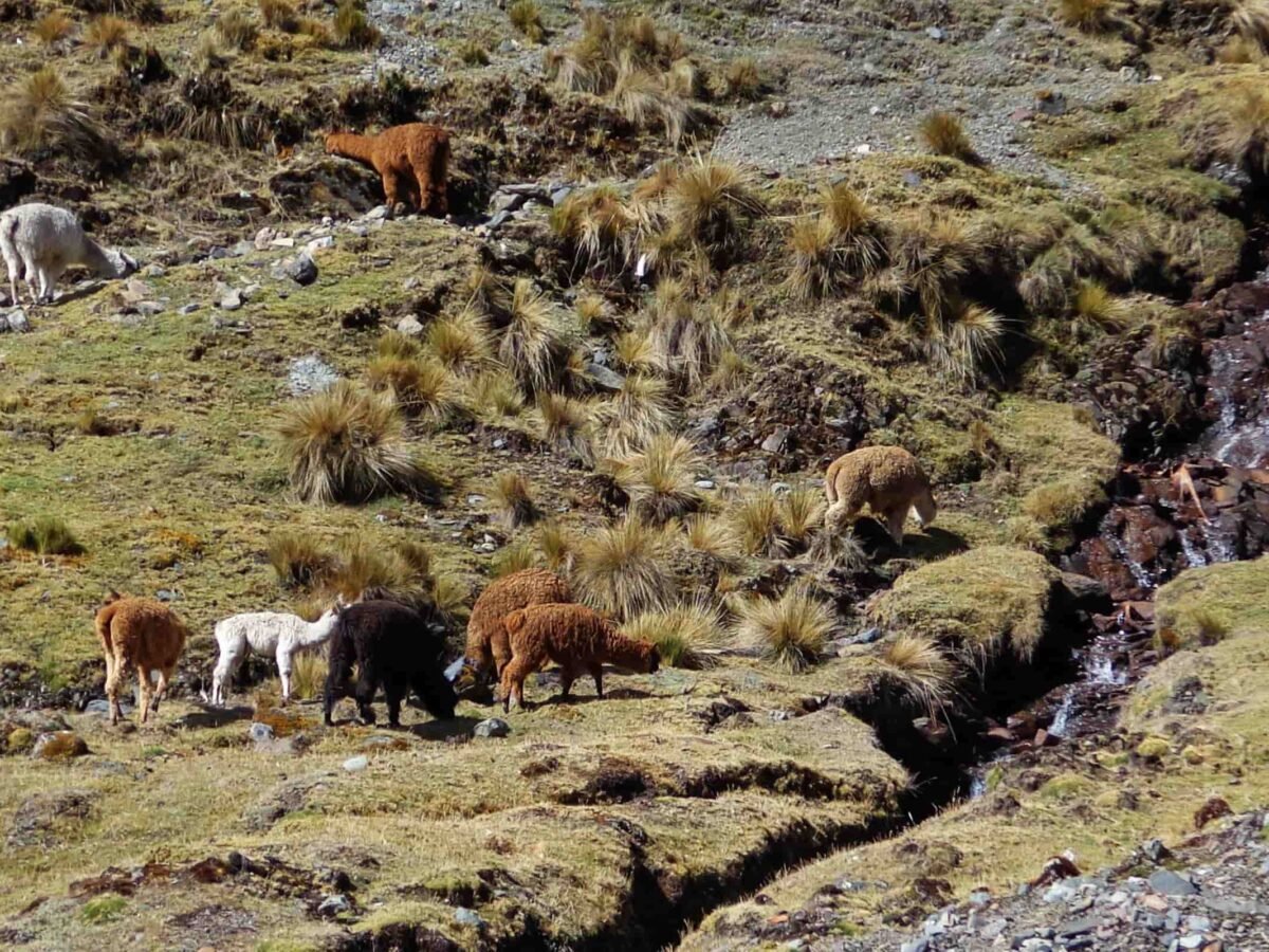 Inca Jungle Trek To Machu Picchu 4 Days (3)