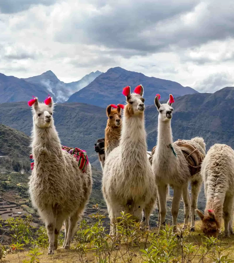Lares Treks Tours